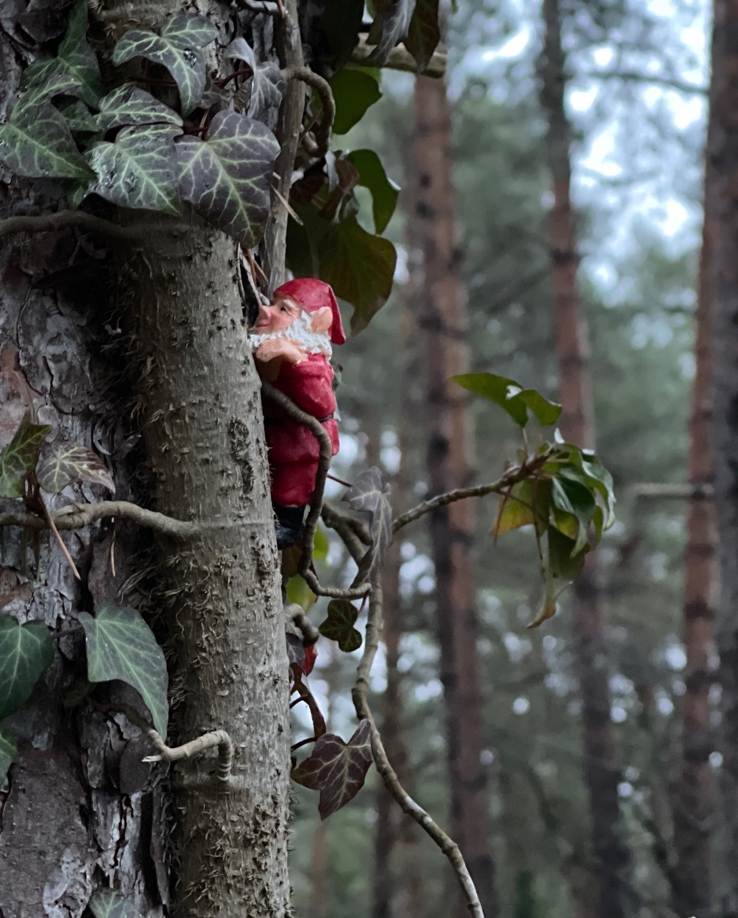 En porslinstomte som klättrar i murgrönan på en tall.