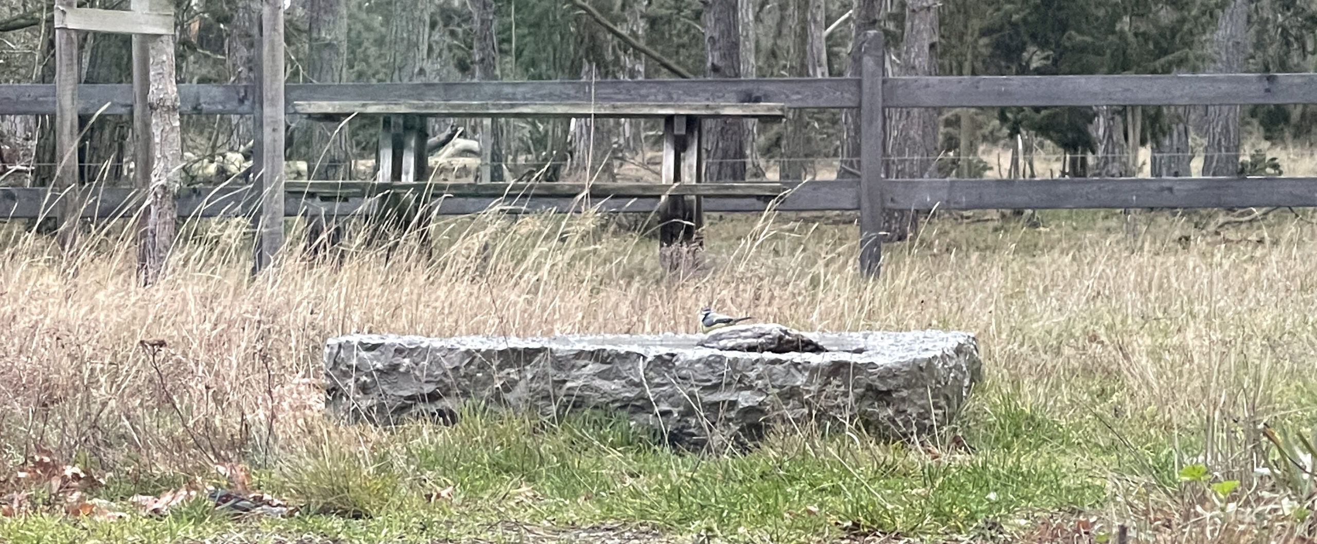 Fågelbad med en blåmes