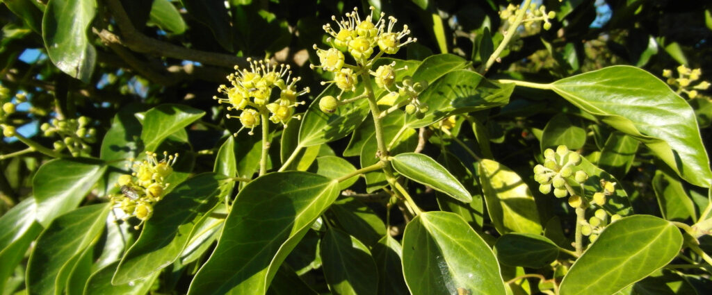 Murgröna blommor