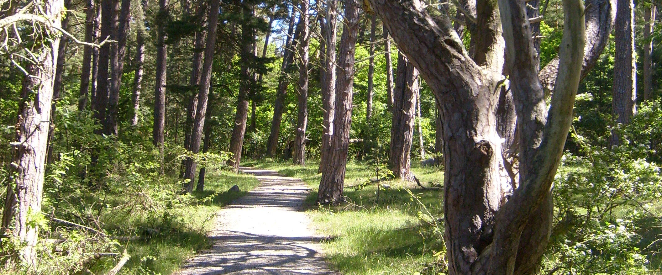 Stigen som slingar sig genom skogen