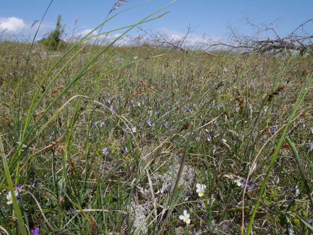Blommor på en äng
