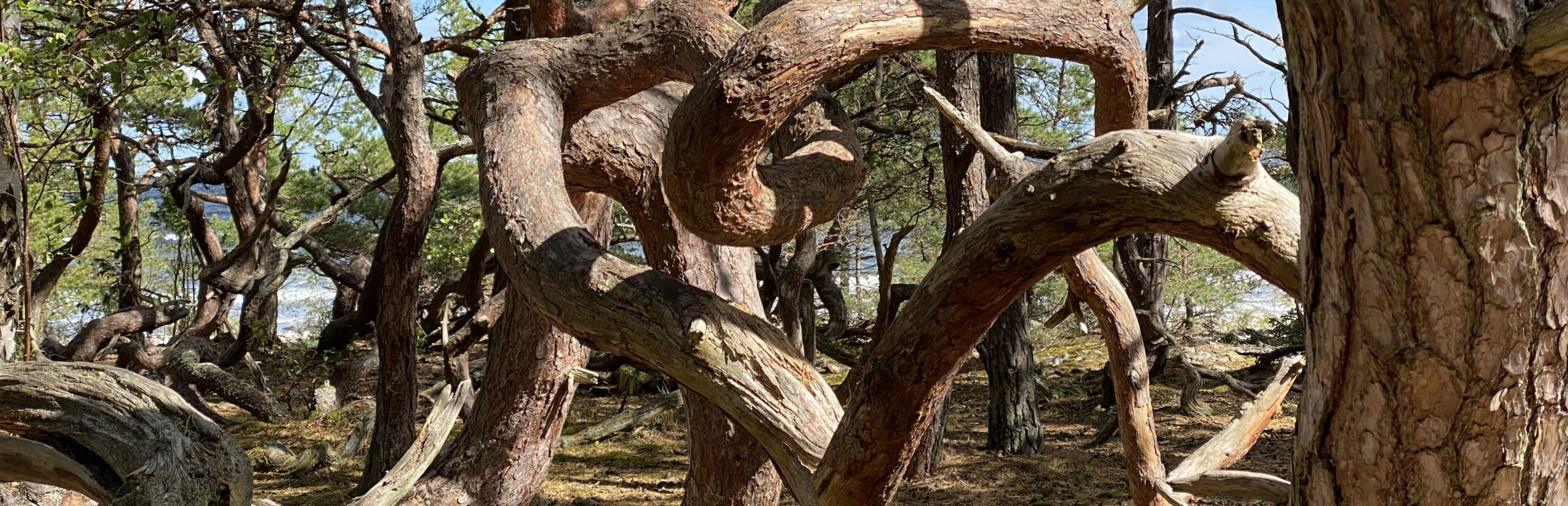 De krokiga tallarna uppe på nordöstra udden i Trollskogen