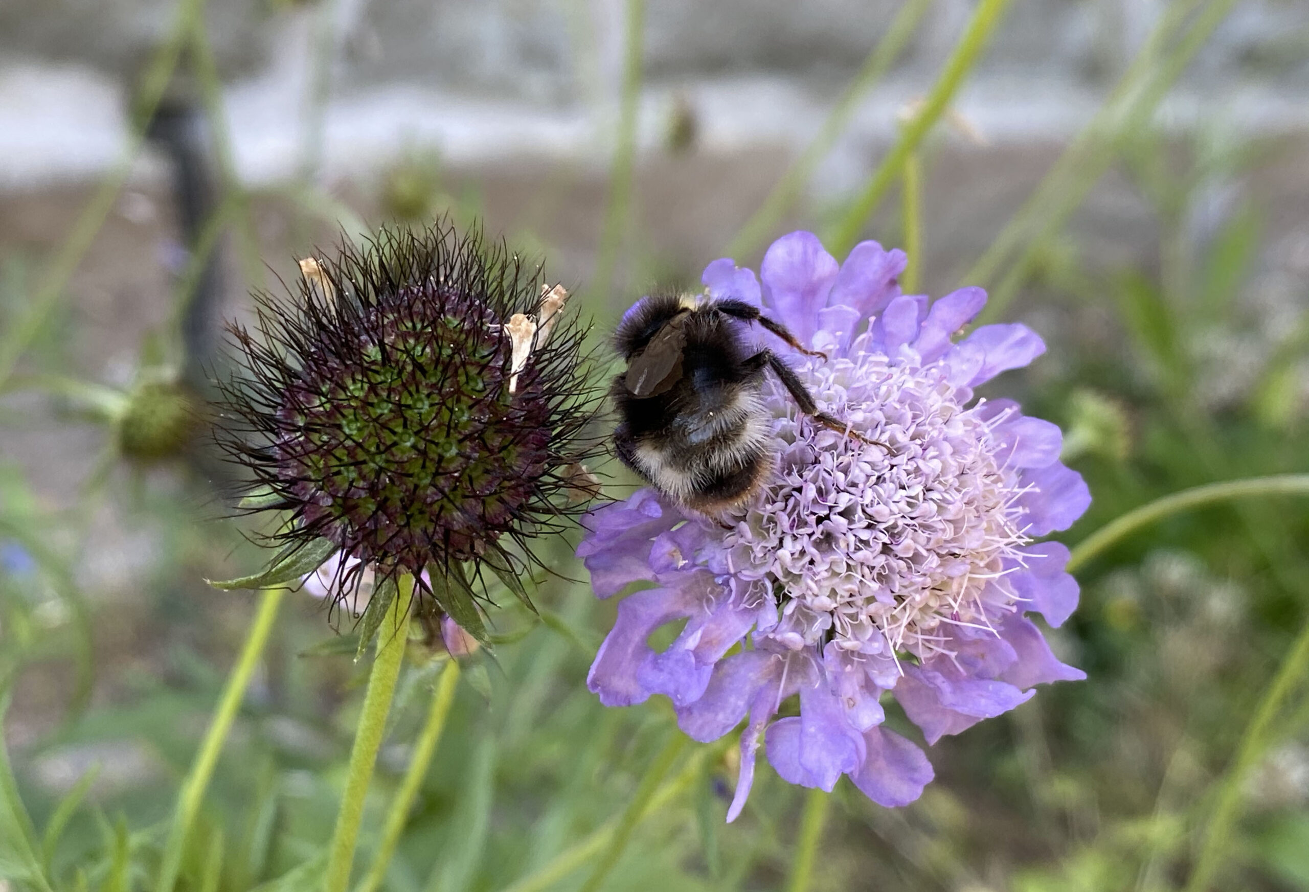 Humla på en vädd (blomma)