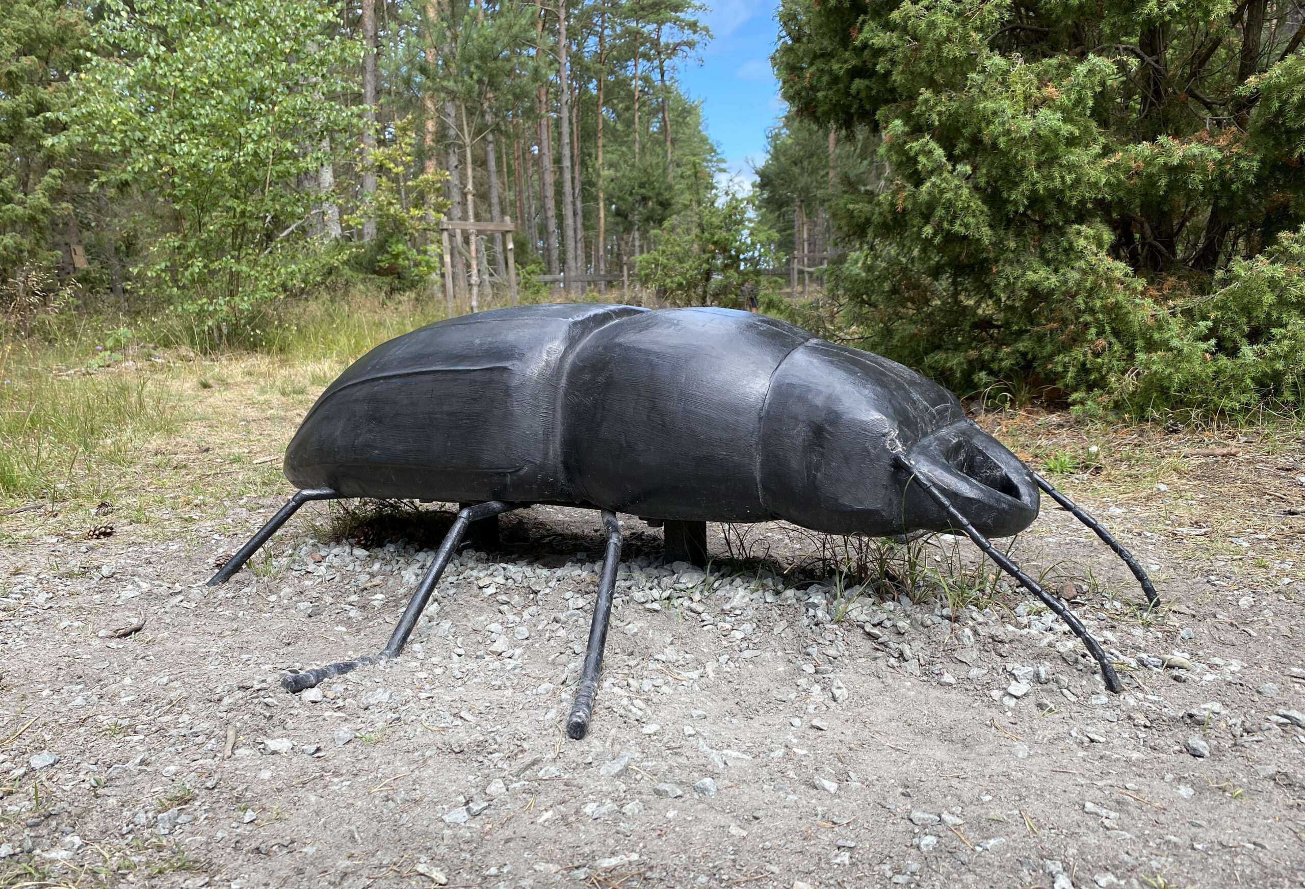 Bitbock i 50 gångers förstoring i trä