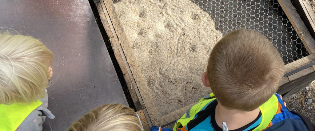 Barn som tittar ner i myrlejonlådan