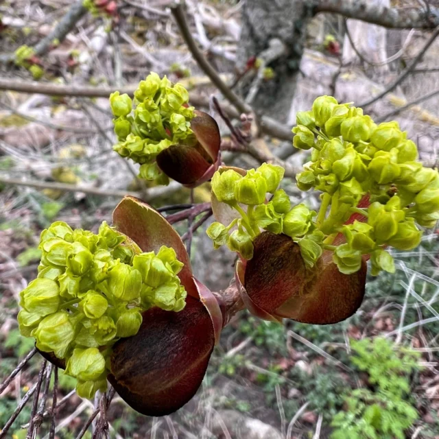 🌳🐾🌲Vi fortsätter att leta vårtecken! 🌱 Här är det en lönn, även skogslönn, (Acer platanoides) som blommar! 🌼Vad blommar hos dig? 🐾🌳🌲

#naturumtrollskogen #naturum #vårtecken #natur #lönn #norraöland #öland
