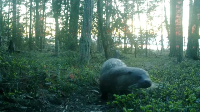 🐾🌲🌳 Härligt med uttrarna i Trollskogen 🦦 Ut och njut av naturen! 🐾🌲🌳🦦

#naturumtrollskogen #naturum #natur #utter #norraöland #öland #visitöland #thisisöland #öbilden