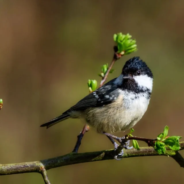 🌳🌲🐾Låt oss presentera svartmesen 🐦 en av Trollskogens invånare som vi hör och ser året om. 🌳 Svartmesen (Periparus ater) är Sveriges minsta mes, med en längd på endast elva centimeter och en vikt på åtta till tio gram. ⚖️ Huvudet är svart huvud med en tydlig vit fläck i nacken, ryggen är blåaktigtsvart och vingen har två vita band, beigevit undersida och kort stjärt. Näbben är svart. 🌲 Locklätet är ett tuii eller sii. Sången liknar talgoxens men är snabbare. 🐦 Har du hört någon svartmes i Trollskogen eller någon annanstans? 🌲🐾🌳

Bilder: Steve Higgins, Per Harald Olsen och Andrey Gulivanov

#naturumtrollskogen #naturum #trollskogensinvånare #svartmes #natur #norraöland #öland #thisisöland #visitöland #öbilden