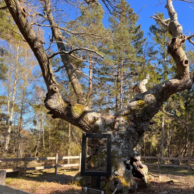 🌳🐾🌲 Låt oss presentera eken! Kanske en doldis i Trollskogen men det finns fina ekar ute i skogen 🌳Du har väl inte missat att i Trollskogen finns Ölands äldsta ek, Trolleken. 🌳 Ek (Quercus robur), är ett av Skandinaviens största träd och kan bli 30 meter eller högre, stammens omkrets kan bli runt tre meter. 🌳 Eken växer relativt snabbt men bär inte frukt förrän det är 40 - 50 år.🌳 I Sverige har vi två arter ek, skogsek eller vanlig ek (Quercus robur) och bergek (Quercus petraea), de växer tillsammans i sydvästa Sverige och kan vara svåra att skilja åt. 🌳Ekens blad blir 10 – 12 cm långa och är parflikiga. 🌳 Förr i tiden tillhörde alla ekar i Sverige Kungen, eftersom man då byggde båtar av ek. ⛵️ Eken är Blekinges landskapsträd. 🌳
Som du vet så är Trolleken gammal och under några år har vi på naturum drivit upp ekollon från den. 🌱 Nu har vi i veckan planterat ut några avkommor till Trolleken som vi hoppas ska växa och bli stora vackra ekar.🌳🐾🌲

#naturumtrollskogen #naturum #trolleken #trollekensättlingar #naturreservatettrollskogen #natur #ek #mickesnaturvård #norraöland #öland #thisisöland #viistöland #öbilden