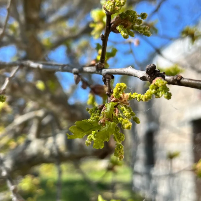 🌳🐾🌲Vi fortsätter leta vårtecken och hylla eken! 🌳Har du tittat riktigt noga på ekens små vackra blommor? 🌼 Ut och njut av naturen! 🐾🌲🌳

#naturumtrollskogen #naturum #vårtecken #ek #natur #norraöland #öland #thisisöland #visitöland #öbilden