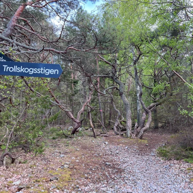 🐾🌳🌲Ut på tur aldrig sur!?! En tur i Trollskogen gör en alltid glad. 😄  Ut och njut av naturen och våren!🌳🌲🐾

#naturumtrollskogen #naturu, #utpåtur #naturreservatettrollskogen #vår #natur #norraöland #öland