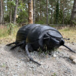 Tordyvel i 50 gångers förstoring i trä
