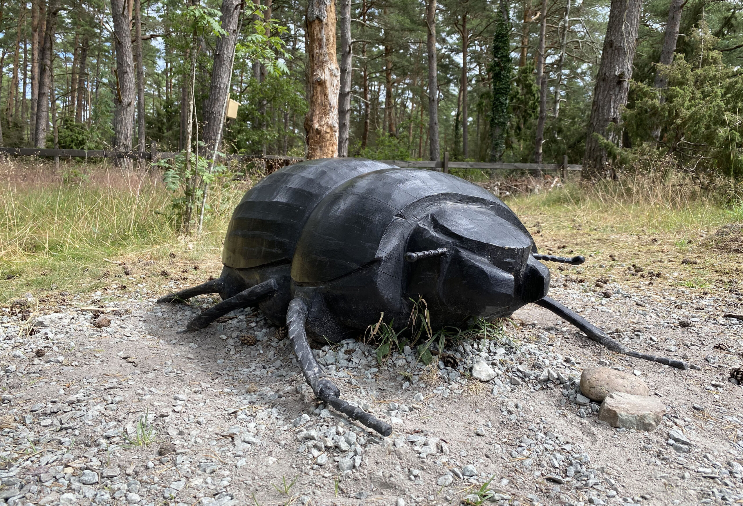 Tordyvel i 50 gångers förstoring i trä
